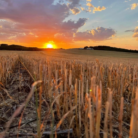 Meet your Posher, Dalynn - Picture 1 of 1